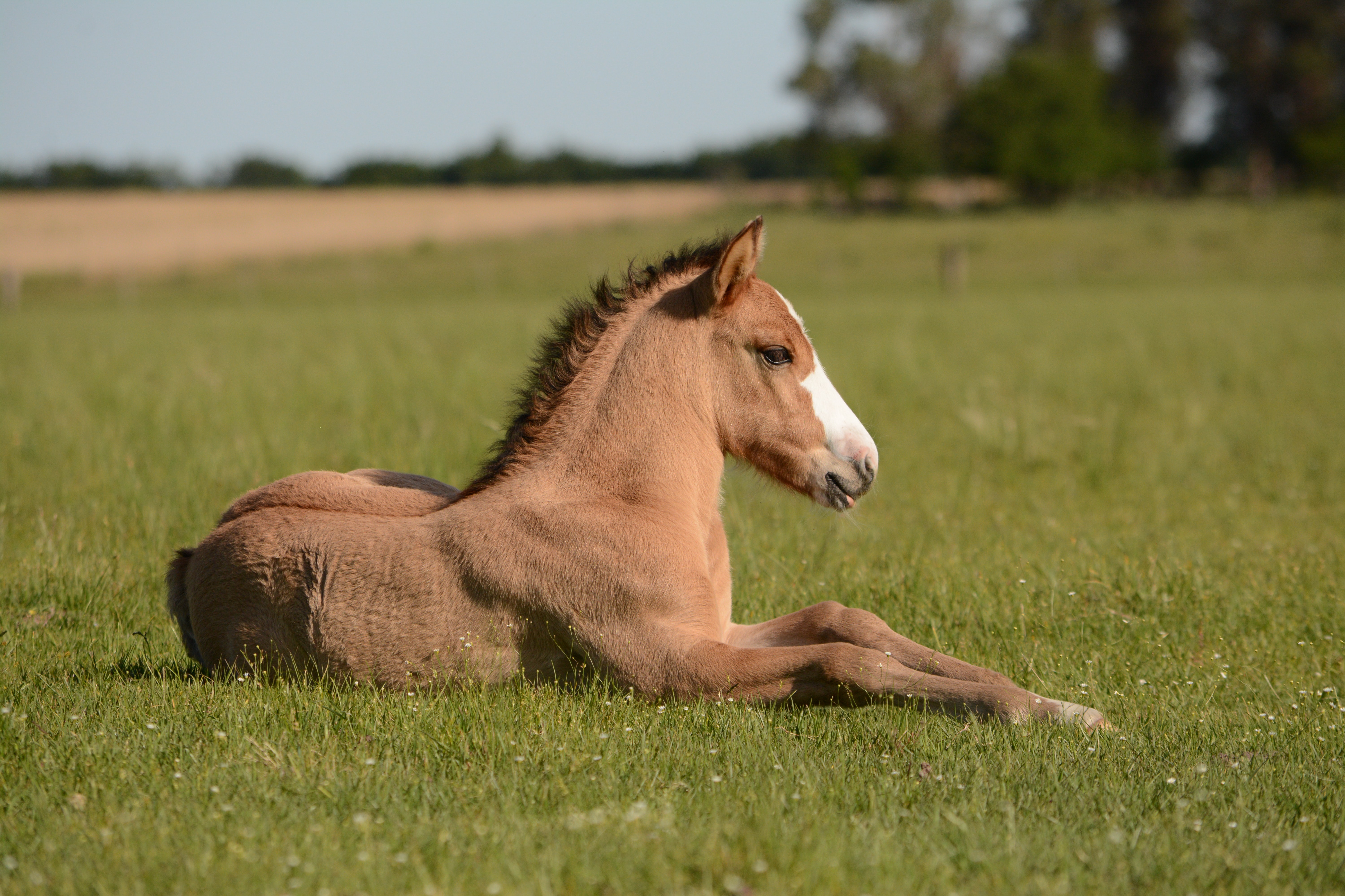 Small horse in grass 