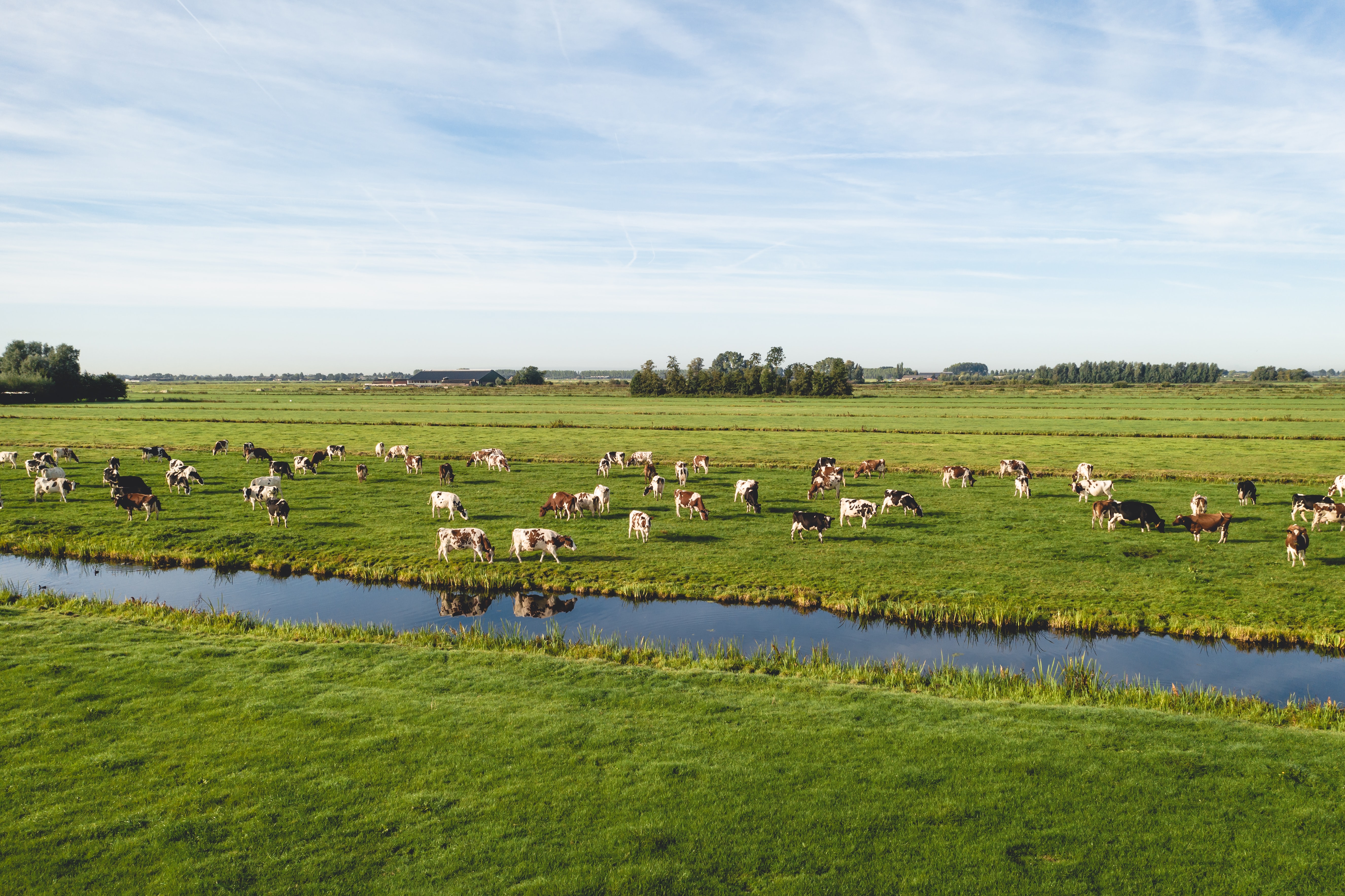 Cattle eating grass on Dutch pasture near canal