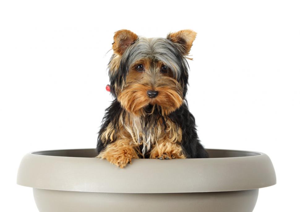 dog in flower pot