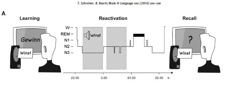 Schreiner/Rasch Test Setup 