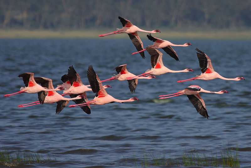 Flamingos flying