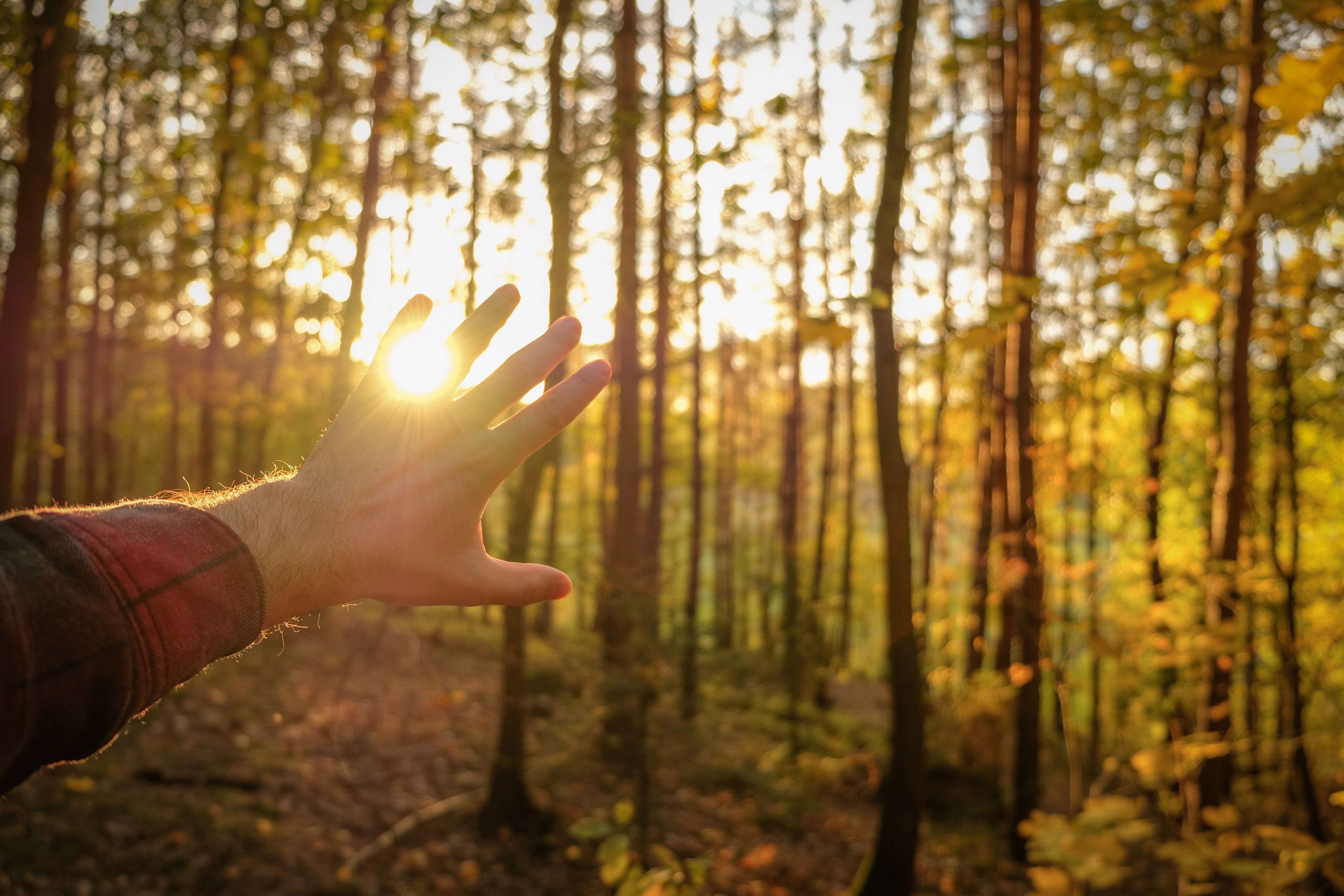 Sunny forest 