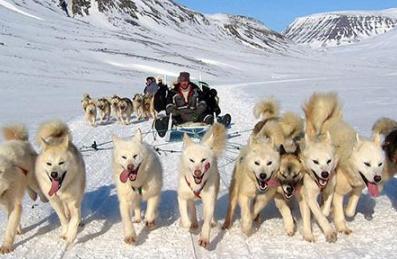 Husky Safari