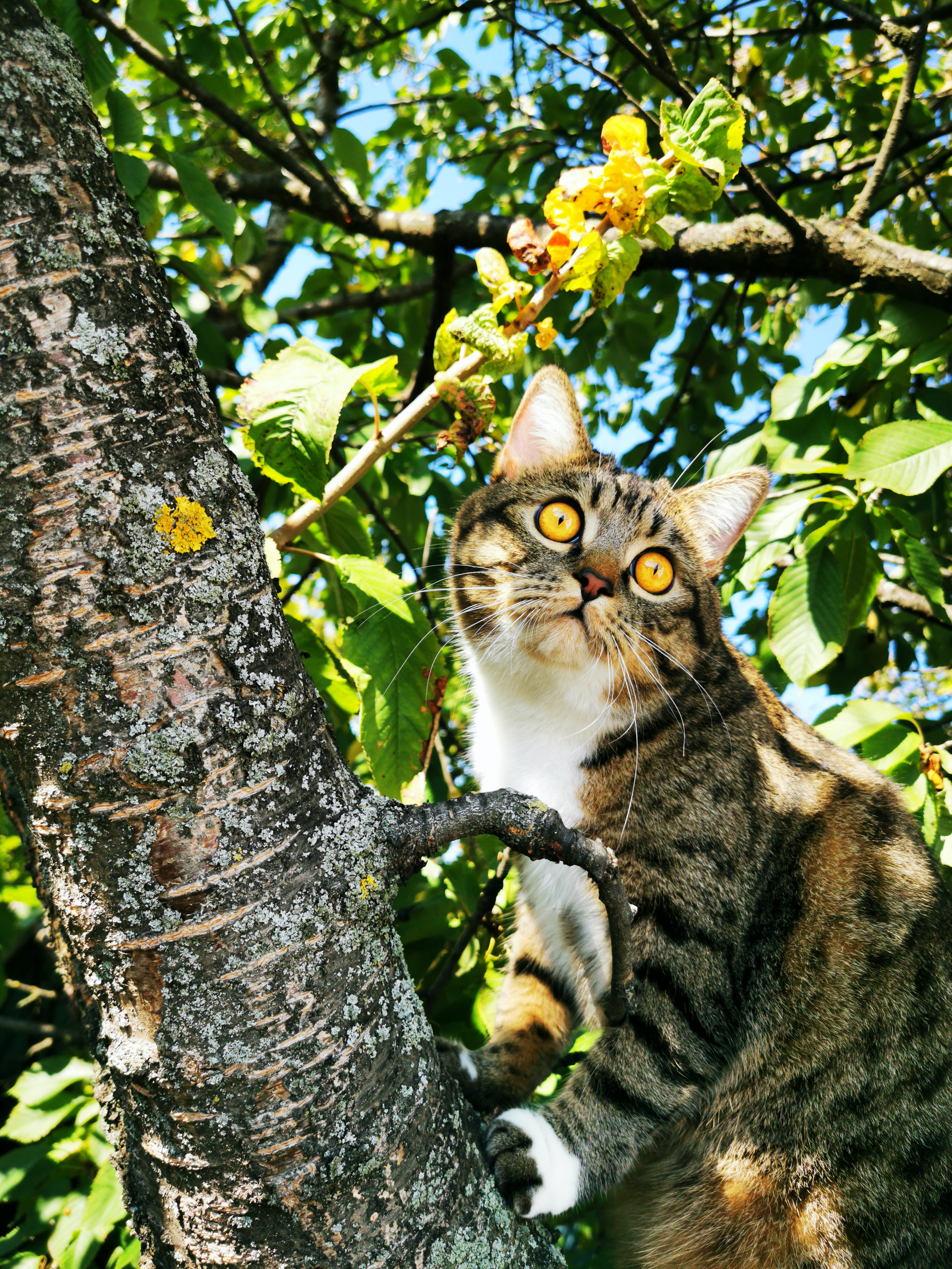 Scared cat in a tree