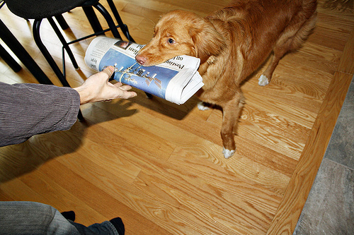 Dog fetches newspaper - Gamesforlanguage